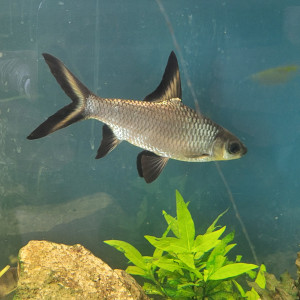 Balantiocheilos Melanopterus requin argenté