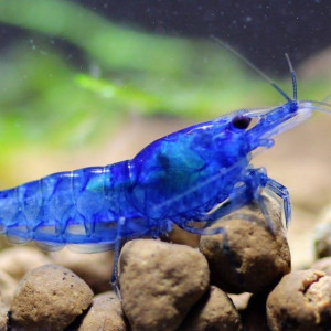 Crevettes Blue velvet