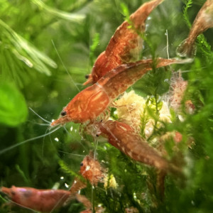 Neocaridina Davidi Red Cherry crevettes rouges