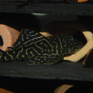 Pleco mega clown