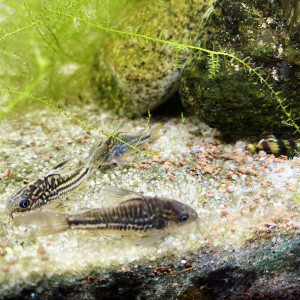 lot de 5 Corydoras sterbai en parfaite santé