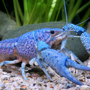 Procambarus Alleni