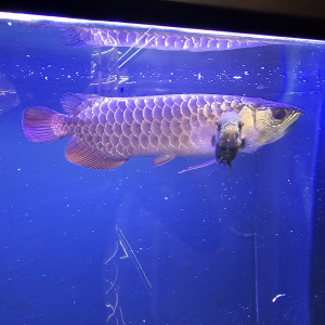 GOLDEN BLUE BASE CROSSBACK AROWANA