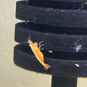 Neocaridina Sakura orange