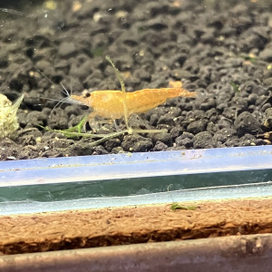 Neocaridina Sakura orange