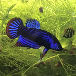 Betta imbellis