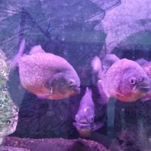 Piranhas