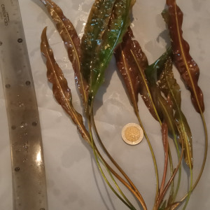 Grande Cryptocoryne bicolore