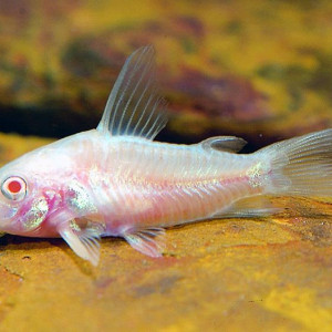 corydoras paleatus albinos adulte