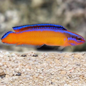 Pseudochromis aldabraensis