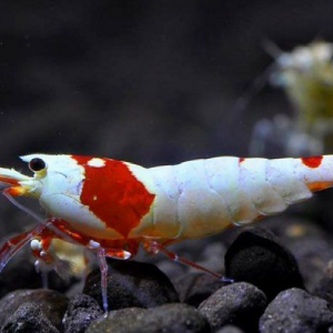 crevettes crystal red pure red line grade ss