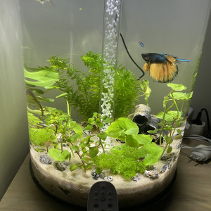 Aquarium Biorb 30L