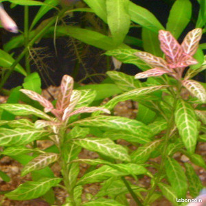 Hygrophila rosanervig