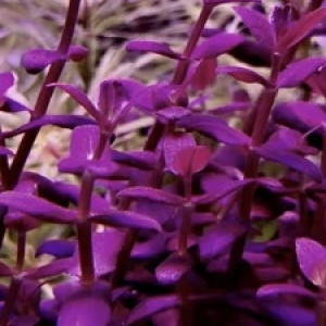 Bacopa Salzmannii Purple