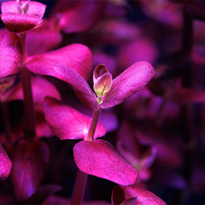 Bacopa Salzmannii Purple