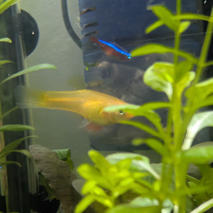 Guppy femelle jaune