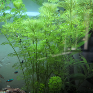 Limnophila Sessiliflora