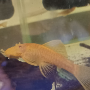 Ancistrus gold albinos