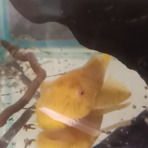 Ancistrus gold albinos