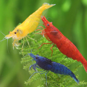 Crevettes Lot en panache de couleurs