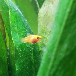 Bébés platy