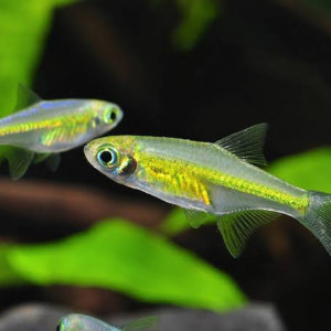 Rasbora émeraude - Microdevario kubotai