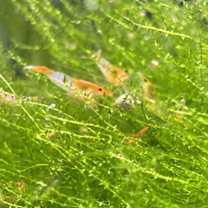 Orange Rili Sakura crevette - Neocaridina