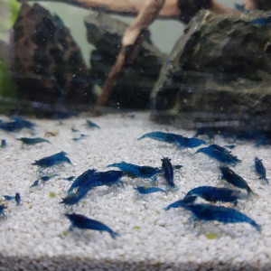 Crevettes Neocaridina Davidi blue velvet, annonce en ligne = dispo