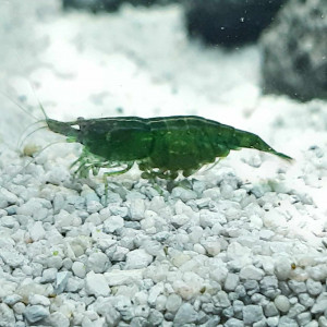 Crevettes Neocaridina Davidi Super Green Jade, annonce en ligne  = dispo