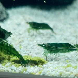 Crevettes Neocaridina Davidi Super Green Jade, annonce en ligne  = dispo