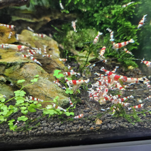 Caridina Crystal Red