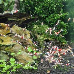 Caridina Crystal Red