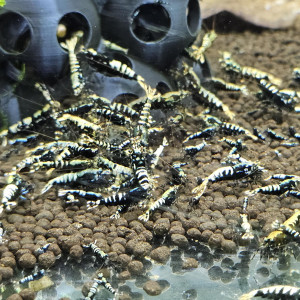 Caridina Galaxy fishbone black