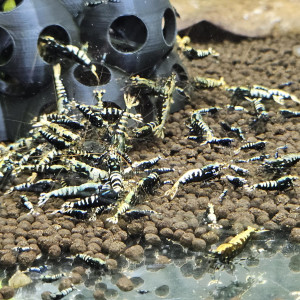 Caridina Galaxy fishbone black