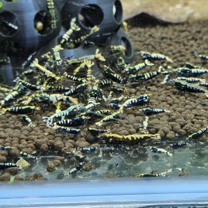 Caridina Galaxy fishbone black