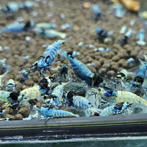 Caridina Mosura blue