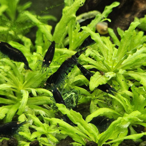 Caridina Tiger blue orange eyes