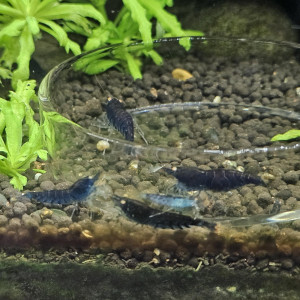 Caridina Tiger blue orange eyes