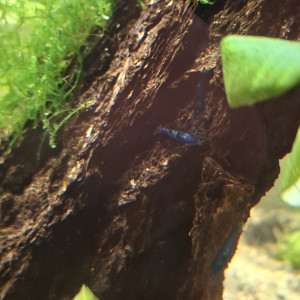 Crevette Blue Velvet d’Aquarium