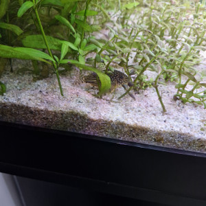 Donne ou échange corydoras sterbai silure de verre et Barbeau à raie noir