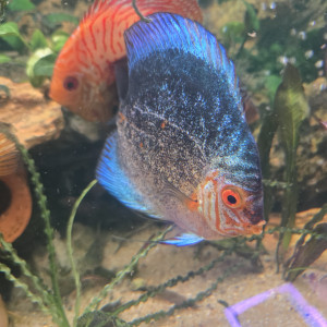 Discus