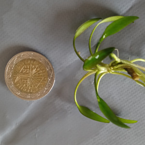 Cryptocoryne naine