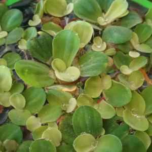 Plantes flottantes : Pistia