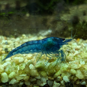 Crevettes bleues Neocaridina davidi