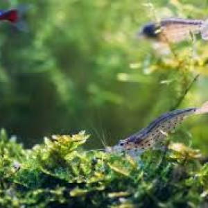 Crevettes aquarium red cherry, amano, blue velvet, davidi declassées