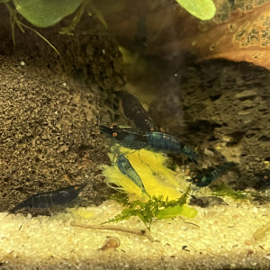 Crevette neocaridina blue dream oe