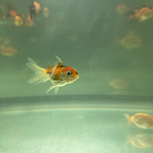 Voile de Chine oranda japonais