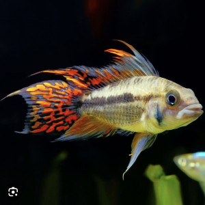 Apistogramma Cacatuoides Double Red