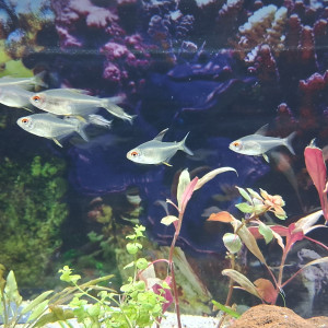 Recherche Aquarium en  don