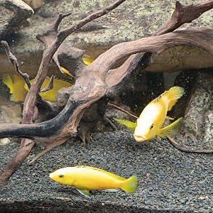 Cichlide jaune Labidochromis caeruleus